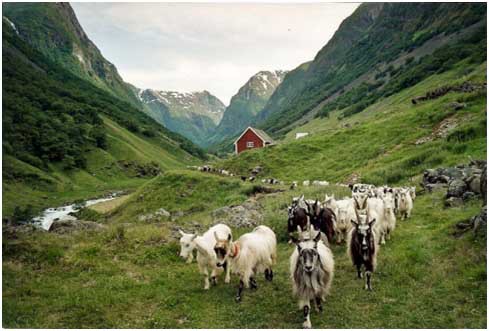 Casgiu d'Altro : Le fromage de chèvre d’Undredal en Norvège, une vraie tradition pastorale