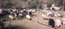 L'élevage en Corse L'élevage en Corse