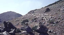 L'élevage en Corse L'élevage en Corse