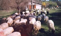L'élevage en Corse L'élevage en Corse