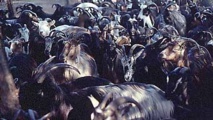 L'élevage en Corse L'élevage en Corse