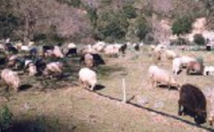 L'élevage en Corse
